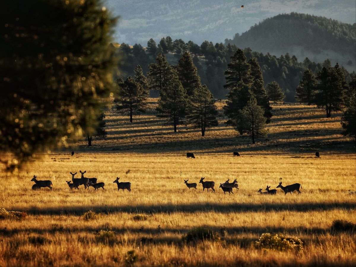 Why Public Lands Feel Like&nbsp;Home